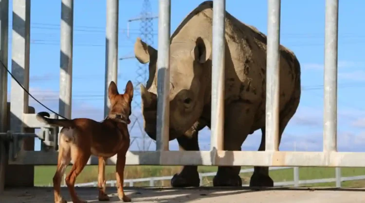 From Wales to Africa: How Puppies Are Tracking Down Poachers - image credit to CNN Newsource