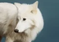 Colossal Milestone: The Dire Wolf Is Alive Again - Remus at 5 months old. Robert Clark for TIME