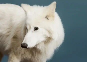 Colossal Milestone: The Dire Wolf Is Alive Again - Remus at 5 months old. Robert Clark for TIME