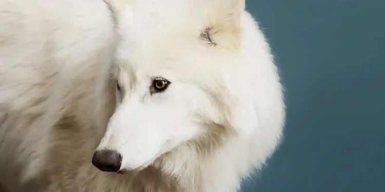 Colossal Milestone: The Dire Wolf Is Alive Again - Remus at 5 months old. Robert Clark for TIME