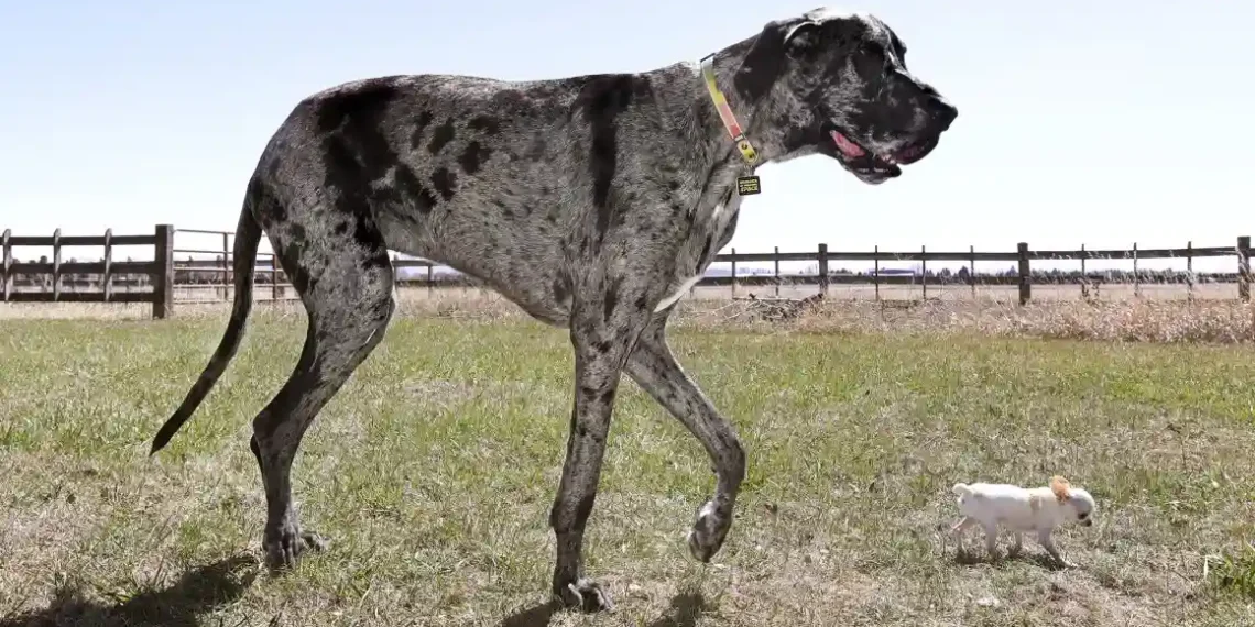 A Friendship of Giants and Minis: The Tallest Dog Meets the Smallest - Natalie Behring/Guinness World Records