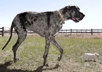 A Friendship of Giants and Minis: The Tallest Dog Meets the Smallest - Natalie Behring/Guinness World Records