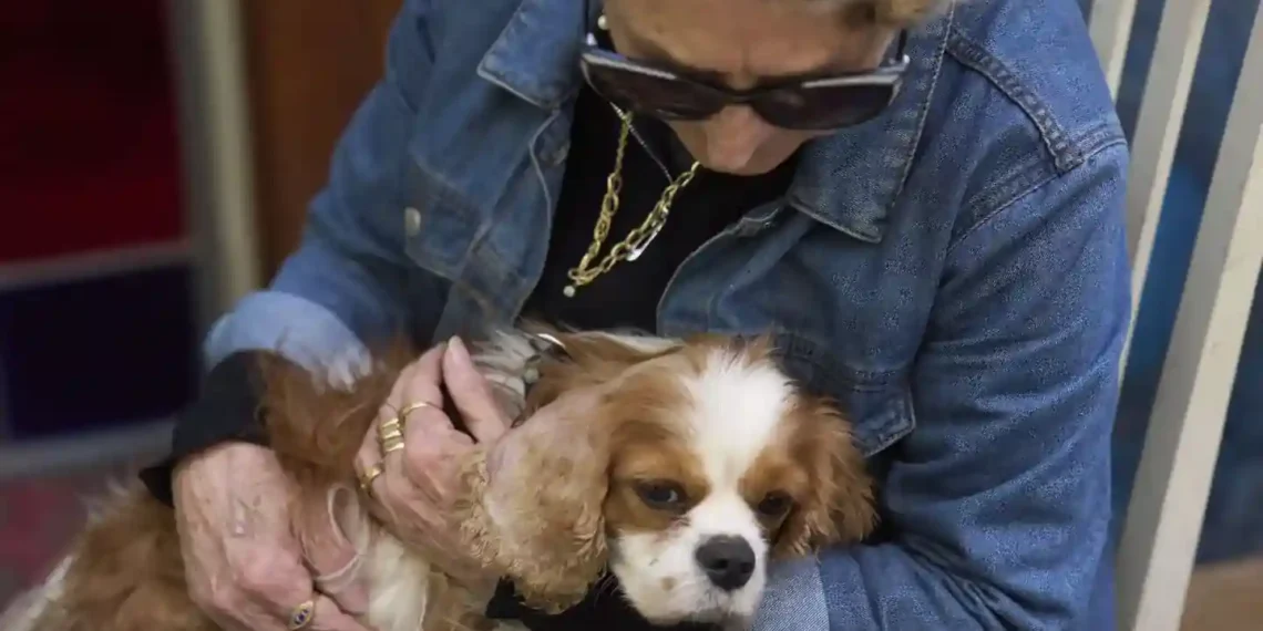 Israeli Woman Reunited with Lost Dog Found in Gaza - Ariel Schalit/AP Photo