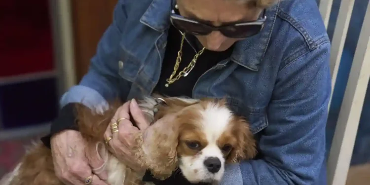 Israeli Woman Reunited with Lost Dog Found in Gaza - Ariel Schalit/AP Photo