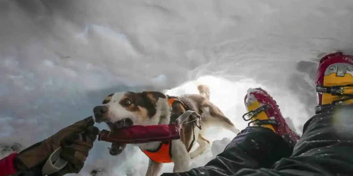 Zen the Rescue Dog Teaches Others How to Find Victims in Snow - AP Photo/Luca Bruno