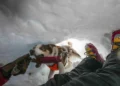 Zen the Rescue Dog Teaches Others How to Find Victims in Snow - AP Photo/Luca Bruno