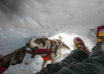 Zen the Rescue Dog Teaches Others How to Find Victims in Snow - AP Photo/Luca Bruno