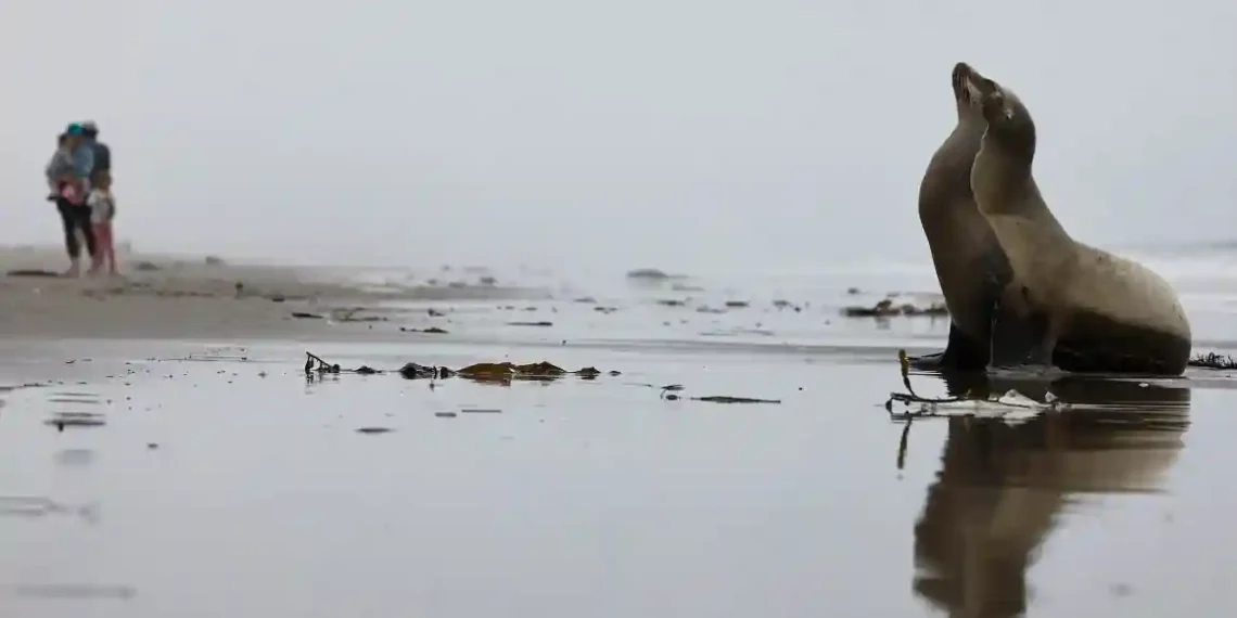 Toxic Blooms Causing Unusual Behavior in Sea Lions Off California - Mario Tama/Getty Images via CNN