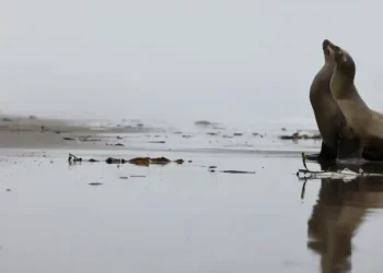 Toxic Blooms Causing Unusual Behavior in Sea Lions Off California - Mario Tama/Getty Images via CNN