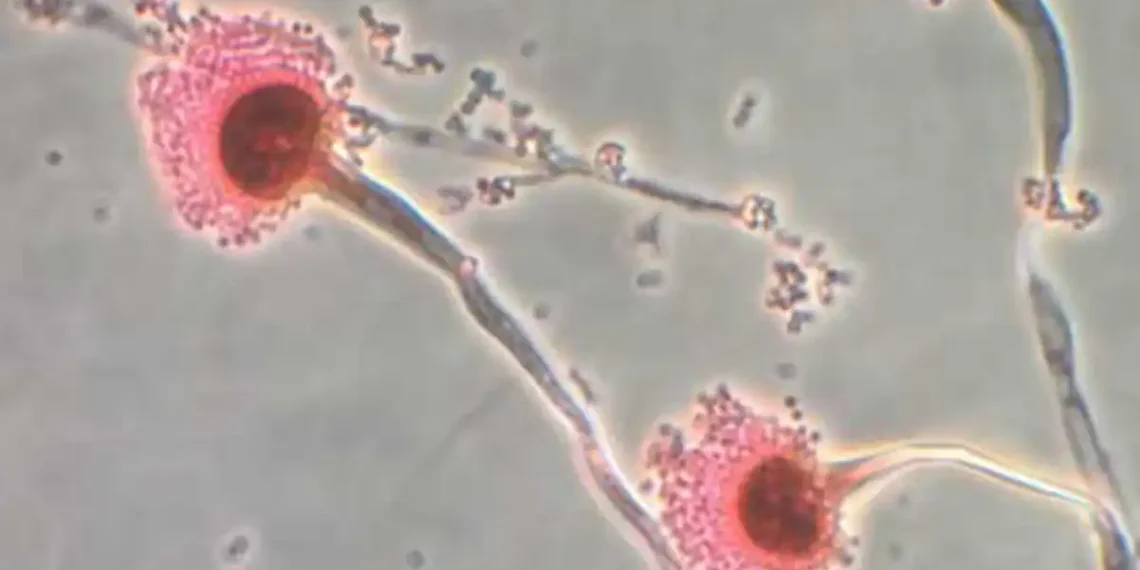 Millions at Risk as Heat-Loving Fungi Expand Across the Globe - Centres for Disease Control/Reuters