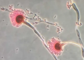 Millions at Risk as Heat-Loving Fungi Expand Across the Globe - Centres for Disease Control/Reuters