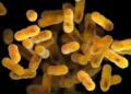 US Sees Spike in Whooping Cough—Here’s How to Stay Safe - Meredith Newlove/CDC