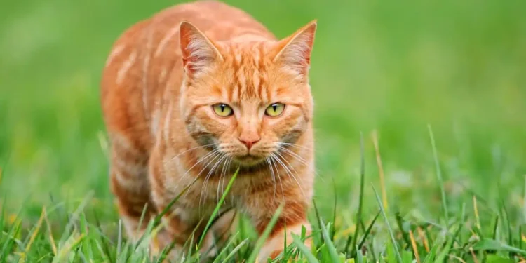 A Tiny Mutation Explains Why Orange Cats Look the Way They Do - Tambako the Jaguar/Moment RF/Getty Images