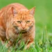 A Tiny Mutation Explains Why Orange Cats Look the Way They Do - Tambako the Jaguar/Moment RF/Getty Images