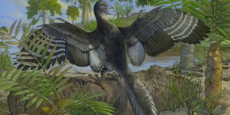 Locked Away for 30 Years: Rare Fossil Reveals Secrets of Prehistoric Flight - Michael Rothman/Field Museum
