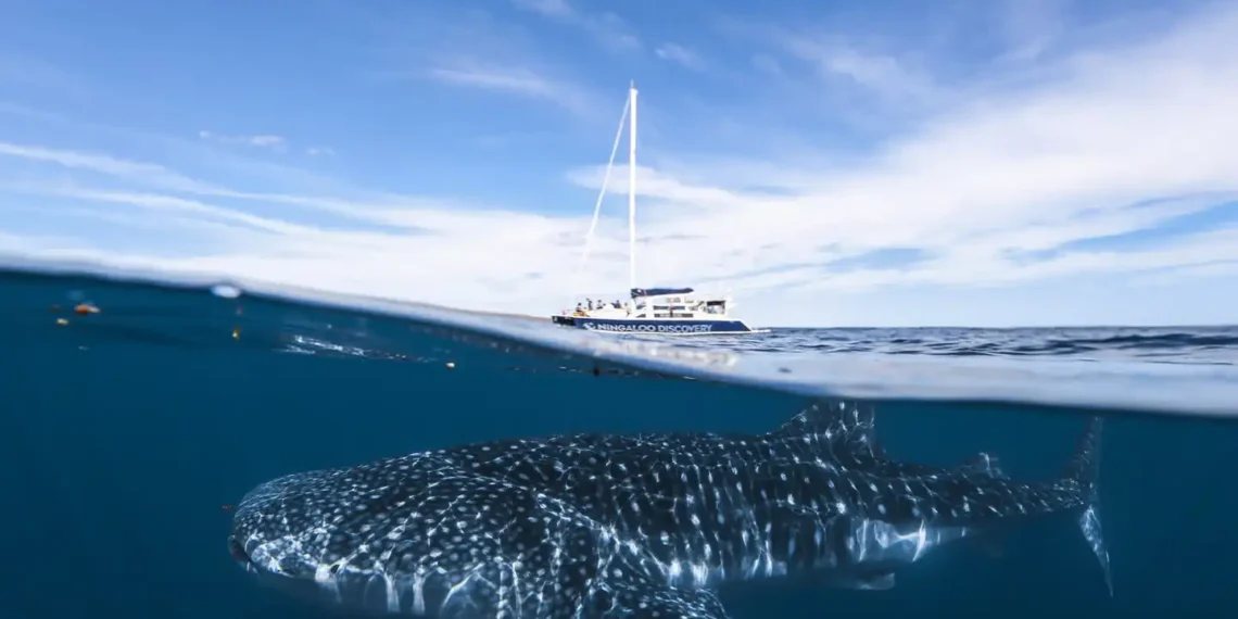 Can Ningaloo Reef Survive? The Battle Against Coral Bleaching - Nush Freedman Photo/File Via CNN