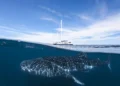 Can Ningaloo Reef Survive? The Battle Against Coral Bleaching - Nush Freedman Photo/File Via CNN