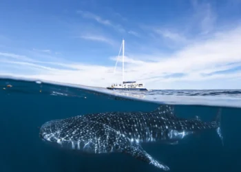 Can Ningaloo Reef Survive? The Battle Against Coral Bleaching - Nush Freedman Photo/File Via CNN