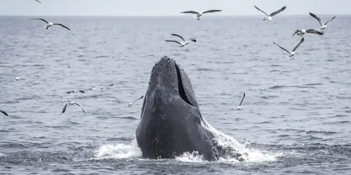 Protecting Our Oceans: California’s Stand Against Federal Rollbacks - AP Photo/Annika Hammerschlag