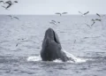 Protecting Our Oceans: California’s Stand Against Federal Rollbacks - AP Photo/Annika Hammerschlag