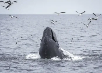 Protecting Our Oceans: California’s Stand Against Federal Rollbacks - AP Photo/Annika Hammerschlag