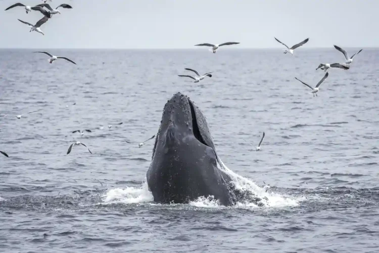 Protecting Our Oceans: California’s Stand Against Federal Rollbacks - AP Photo/Annika Hammerschlag