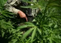 Behind Enemy Lines: Meeting a Cartel Member in Culiacán - David von Blohn/CNN