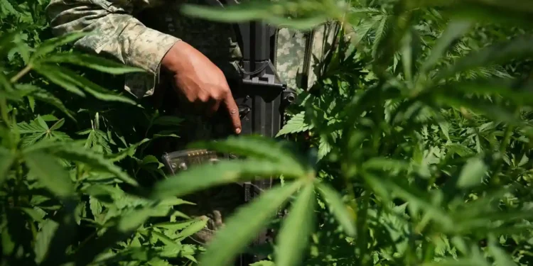 Behind Enemy Lines: Meeting a Cartel Member in Culiacán - David von Blohn/CNN