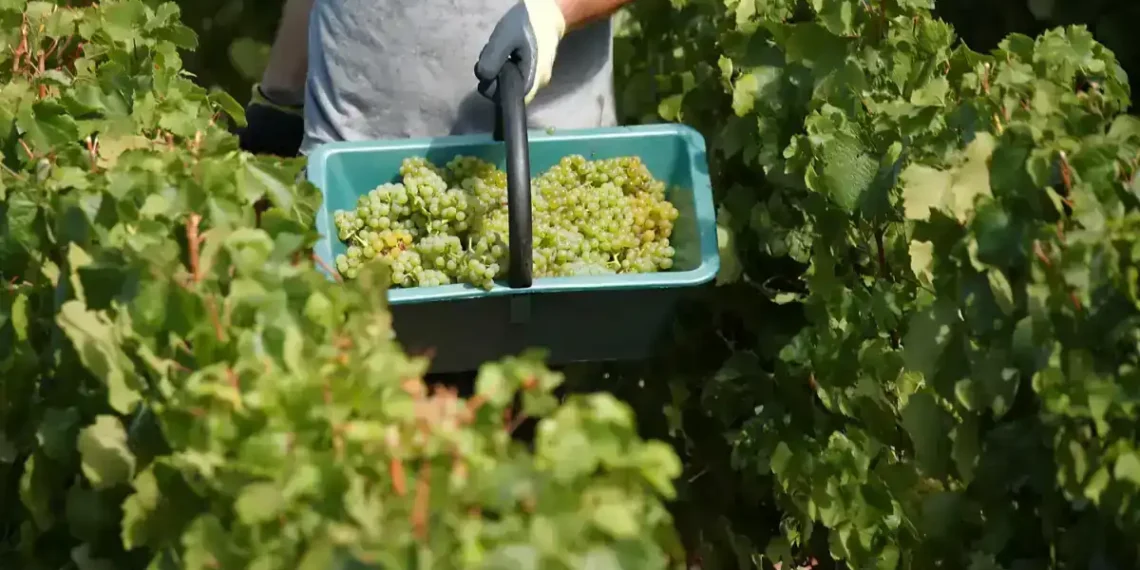 Award Season Highlights: Best Wine, Restaurant, and Airline of 2025 - Charles Platiau/Reuters