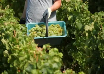 Award Season Highlights: Best Wine, Restaurant, and Airline of 2025 - Charles Platiau/Reuters