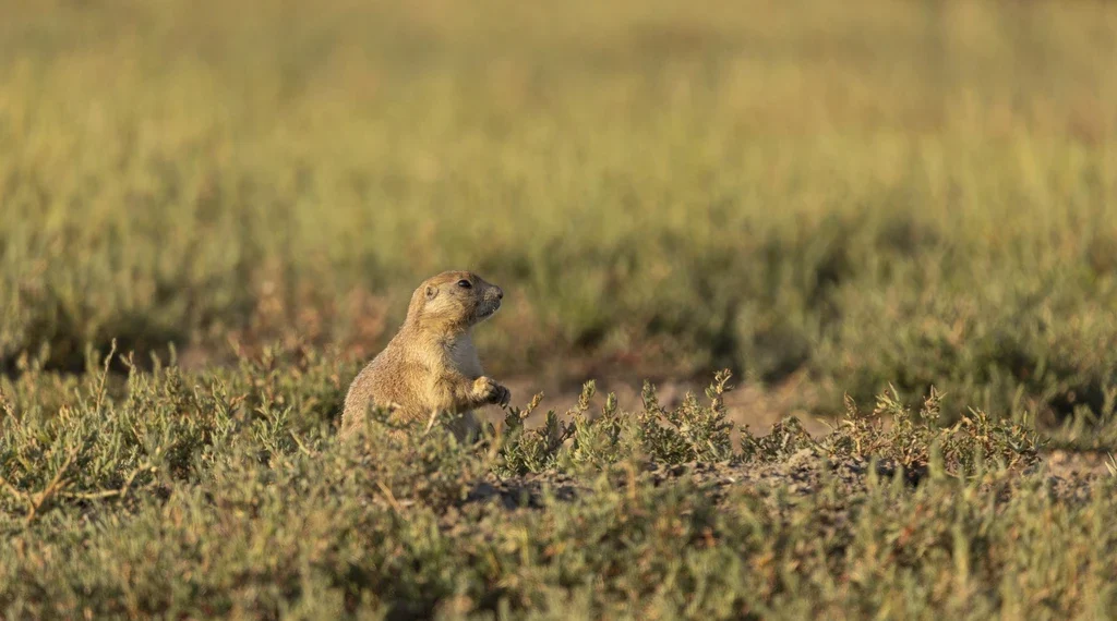 Nature’s Early Warning System: What Birds Learn from Prairie Dogs - Roshan Patel/Smithsonian National Zoo and Concervation Biology Institute via AP