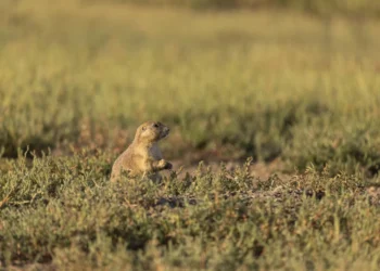 Nature’s Early Warning System: What Birds Learn from Prairie Dogs - Roshan Patel/Smithsonian National Zoo and Concervation Biology Institute via AP