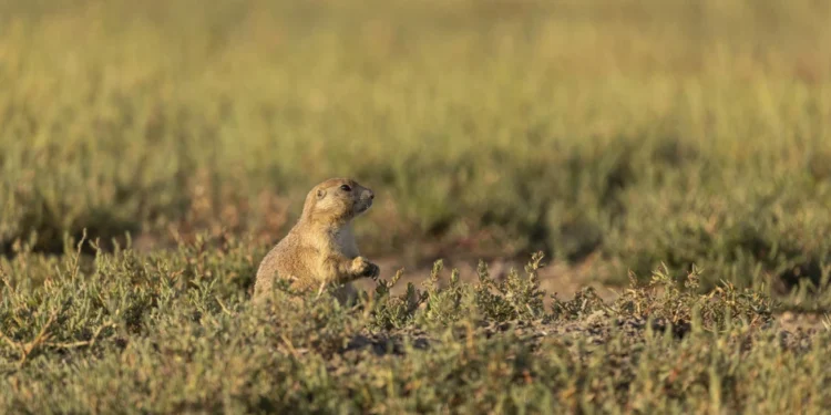 Nature’s Early Warning System: What Birds Learn from Prairie Dogs - Roshan Patel/Smithsonian National Zoo and Concervation Biology Institute via AP