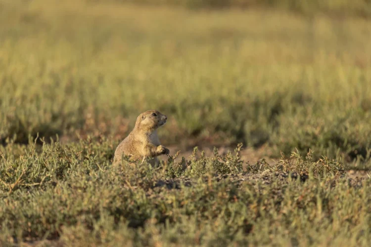 Nature’s Early Warning System: What Birds Learn from Prairie Dogs - Roshan Patel/Smithsonian National Zoo and Concervation Biology Institute via AP