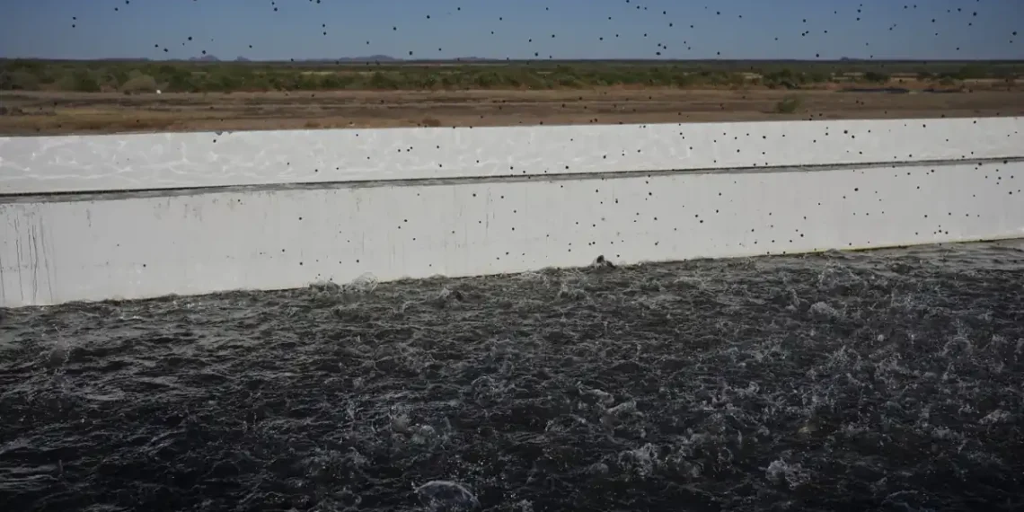 Sustainable Seafood or Environmental Strain? Arizona’s Fish Farm Debate - AP Photo/Joshua A. Bickel