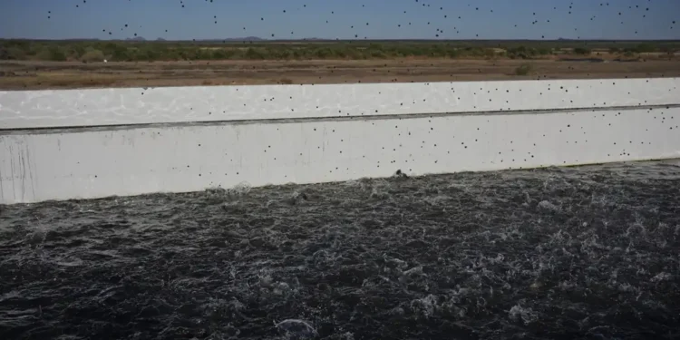 Sustainable Seafood or Environmental Strain? Arizona’s Fish Farm Debate - AP Photo/Joshua A. Bickel