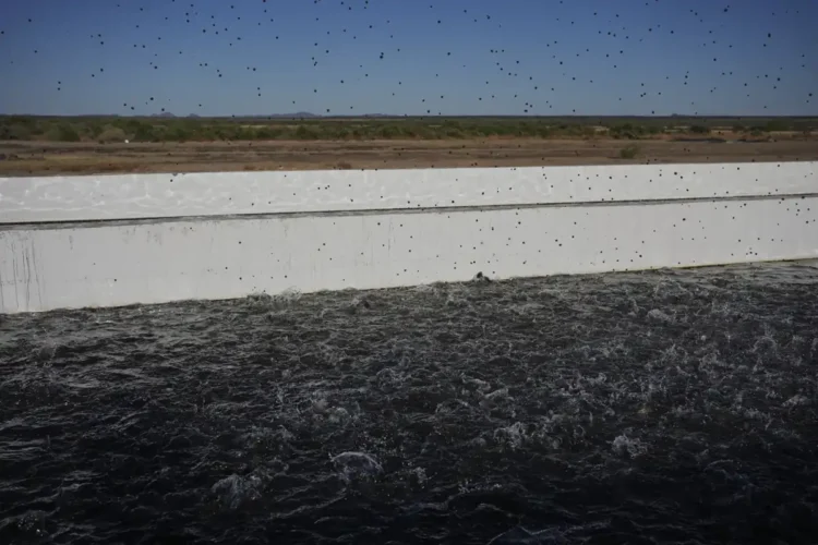 Sustainable Seafood or Environmental Strain? Arizona’s Fish Farm Debate - AP Photo/Joshua A. Bickel
