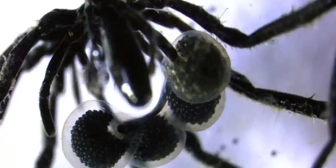 Scientists Discover Sea Spiders That Feed on Greenhouse Gas - Shana Goffredi via CNN