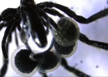 Scientists Discover Sea Spiders That Feed on Greenhouse Gas - Shana Goffredi via CNN