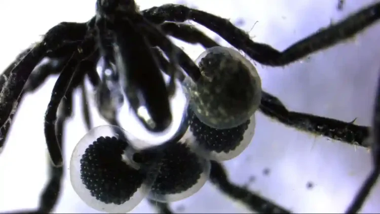 Scientists Discover Sea Spiders That Feed on Greenhouse Gas - Shana Goffredi via CNN