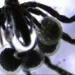Scientists Discover Sea Spiders That Feed on Greenhouse Gas - Shana Goffredi via CNN