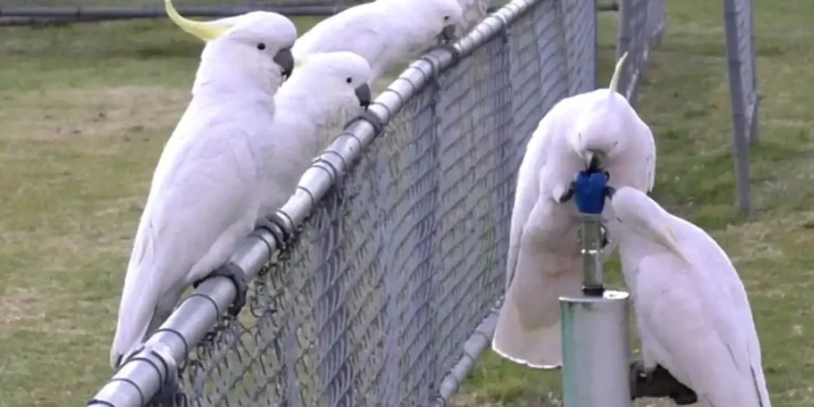 Sydney’s Sulphur-Crested Cockatoos Are Redefining “Street Smart” - Courtesy Barbara Klump & Lucy Aplin