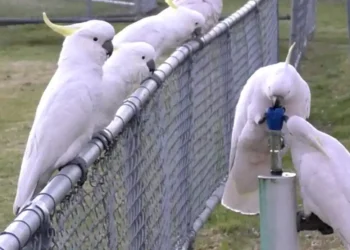 Sydney’s Sulphur-Crested Cockatoos Are Redefining “Street Smart” - Courtesy Barbara Klump & Lucy Aplin