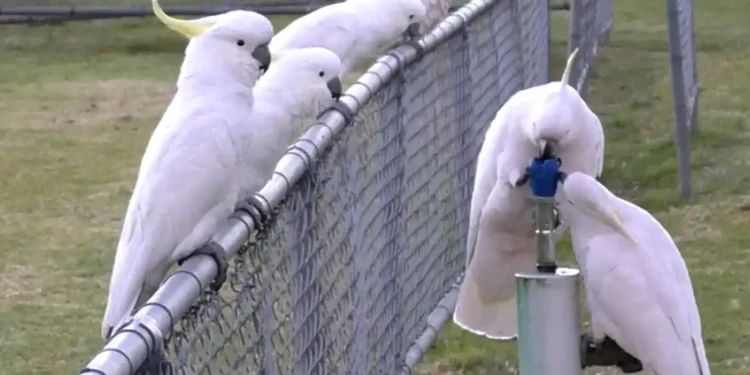 Sydney’s Sulphur-Crested Cockatoos Are Redefining “Street Smart” - Courtesy Barbara Klump & Lucy Aplin