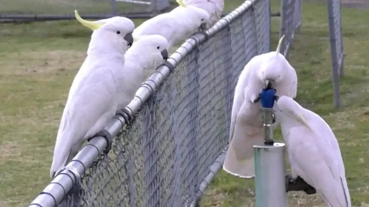 Sydney’s Sulphur-Crested Cockatoos Are Redefining “Street Smart” - Courtesy Barbara Klump & Lucy Aplin