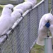 Sydney’s Sulphur-Crested Cockatoos Are Redefining “Street Smart” - Courtesy Barbara Klump & Lucy Aplin