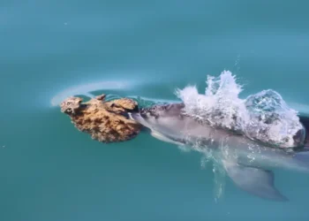 Australian Dolphins Use Natural Tools—But It Disrupts Their Echolocation - Meredith MacQueeney/Shark Bay Dolphin Research Project via AP