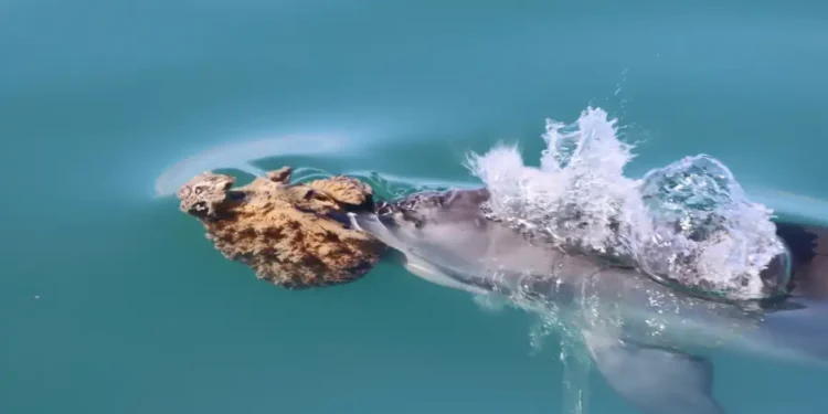 Australian Dolphins Use Natural Tools—But It Disrupts Their Echolocation - Meredith MacQueeney/Shark Bay Dolphin Research Project via AP