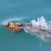 Australian Dolphins Use Natural Tools—But It Disrupts Their Echolocation - Meredith MacQueeney/Shark Bay Dolphin Research Project via AP