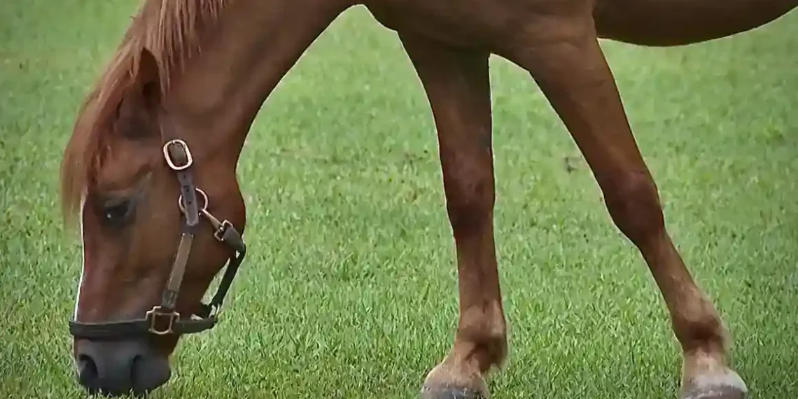 Keeping Pets Cool in Record Heat: Vets and Owners Share Essential Tips - AP Photo/Cody Jackson